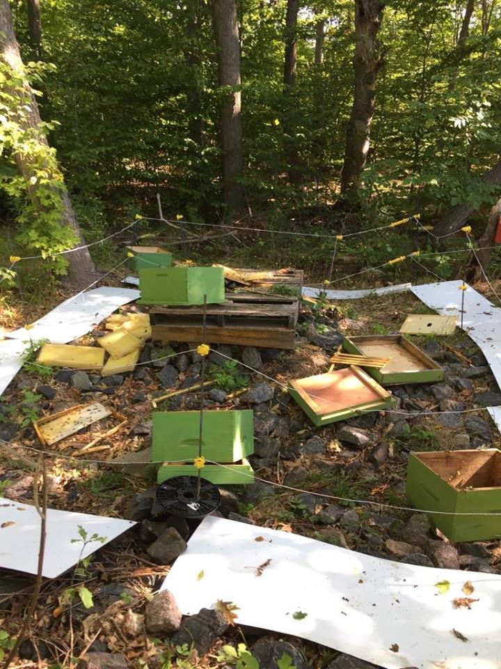 Beehives in Parry Sound are seeing more bear encounters this year