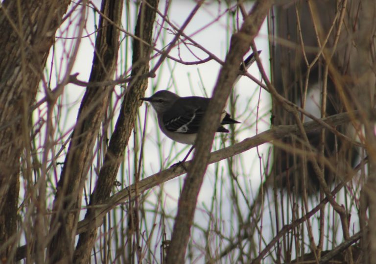 Annual Christmas Bird Count a big success