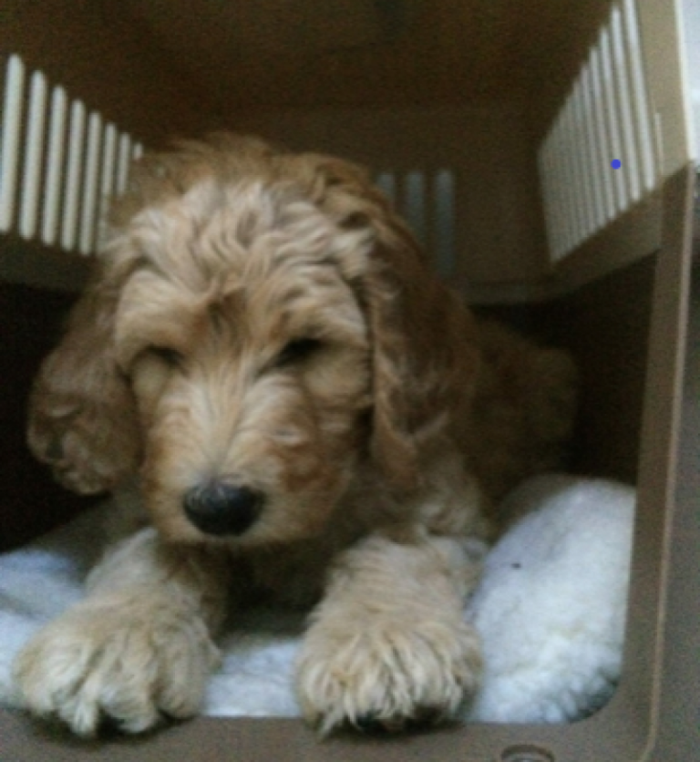 Dog in a crate (stock photo)