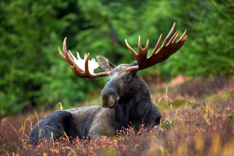 OPP cautions drivers after eight cars hit the same moose