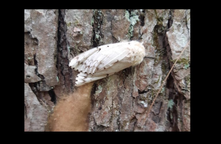 What to do if you spot a gypsy moth in cottage country