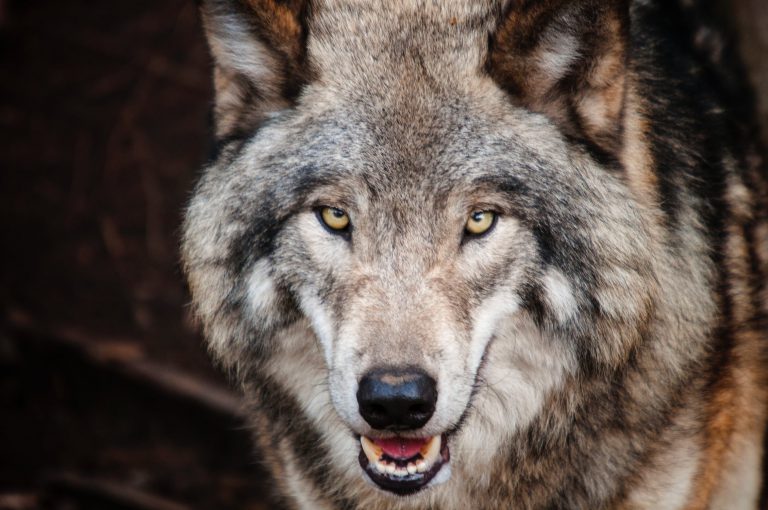 Wolf Howl happening tonight in Algonquin Park