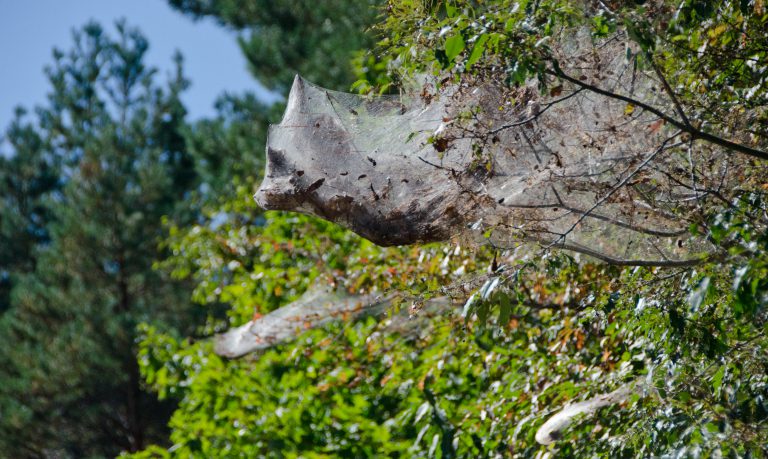 No need to worry about tent caterpillars this year, says province