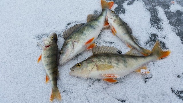 Ice fishing huts set for removal