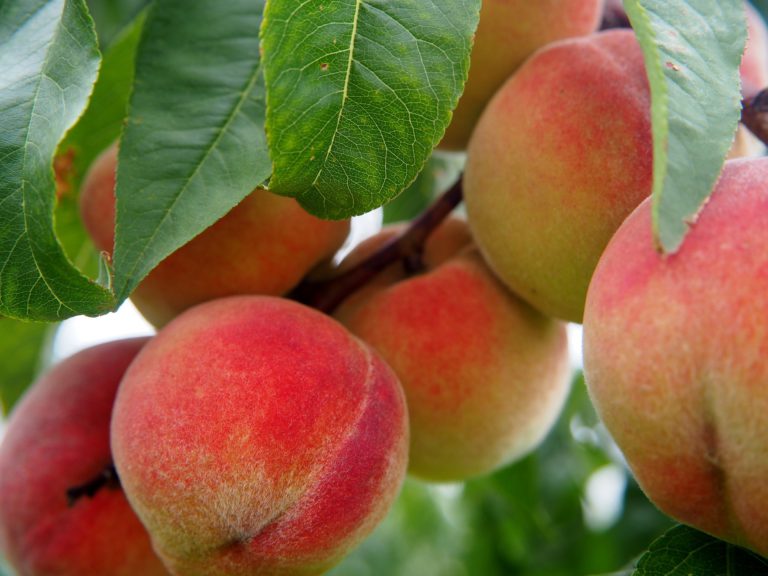 American peaches added to list of salmonella illness along with American onions