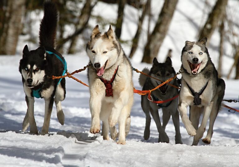 Sled Dogs