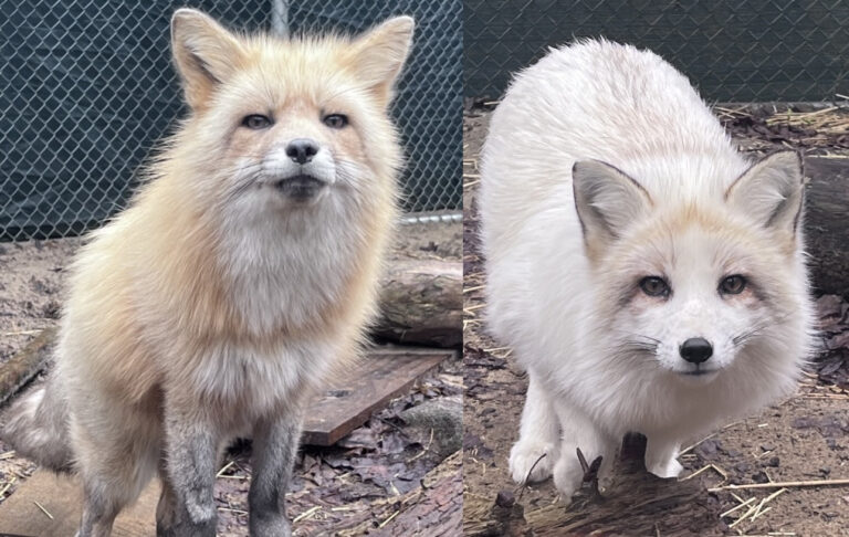 Aspen Valley Wildlife Sanctuary welcomes two red foxes