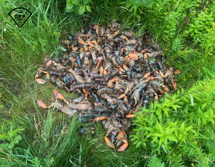 OPP investigating pile of lobster dumped along Highway 17