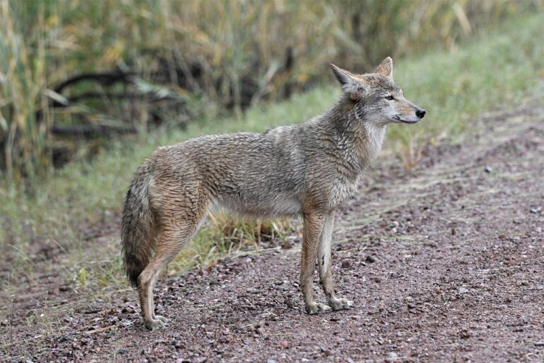 Coyote concerns arise at Parry Sound town council meeting