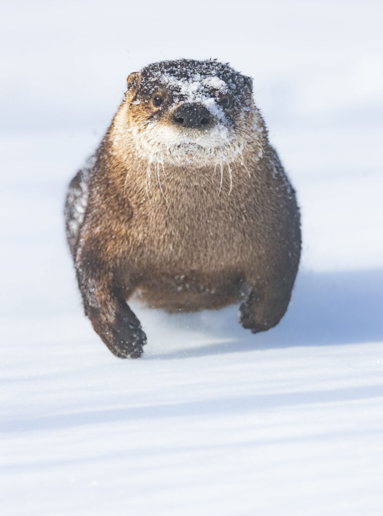 Aspen Valley Wildlife Sanctuary launches ‘fish’ drive for orphaned otters